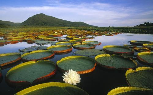 白洋淀旅游