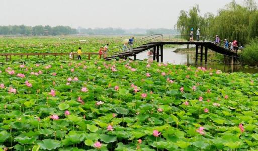 白洋淀旅游