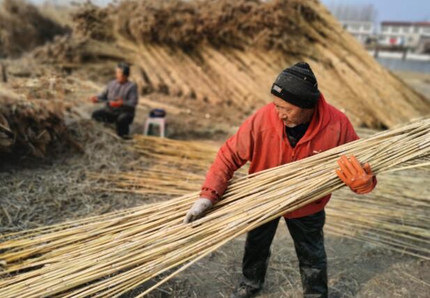 冬日白洋淀难寻编席人，“一淀芦苇一淀金”渐成往事