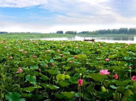 白洋淀旅游攻略：不同季节的景色