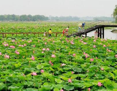 白洋淀景区之旅游攻略