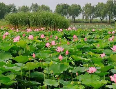 白洋淀旅游：烟波浩渺，风光独好