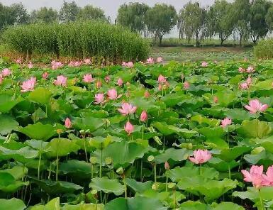来白洋淀旅游欣赏自然景区