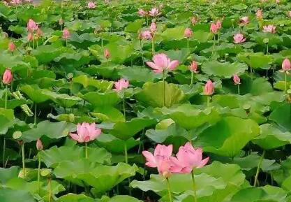 白洋淀旅游去哪些景区游玩好