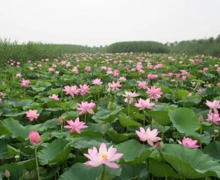 白洋淀旅游景区怎么样，有哪些好玩的景点