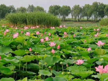 白洋淀民宿哪家好，白洋淀钓鱼农家院推荐，在此体验美食美景