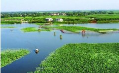 白洋淀美景