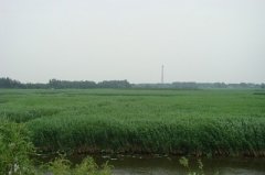 趁青春未老游白洋淀踏青